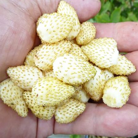 White Soul, Strawberry Seeds - Packet image number null